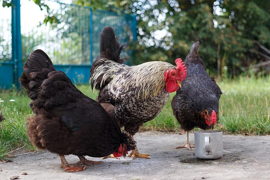 chickens and cock