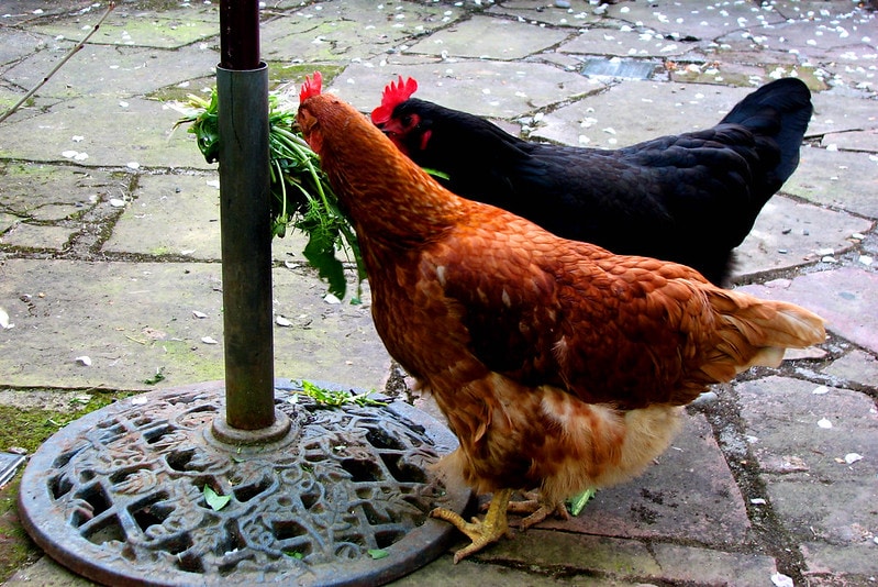 chickens eat greens