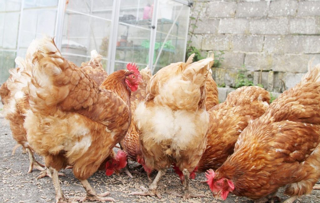 chickens eating corn