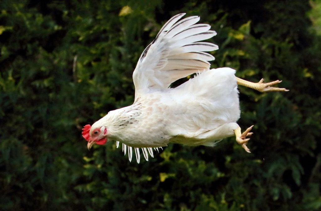 flying hen