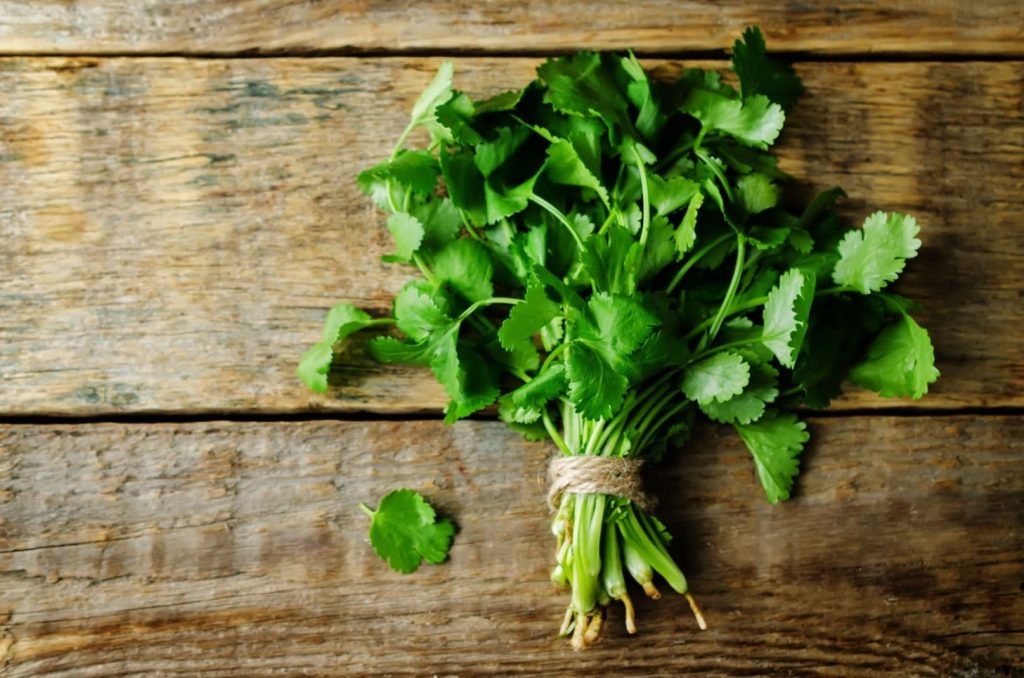 fresh cilantro bunch