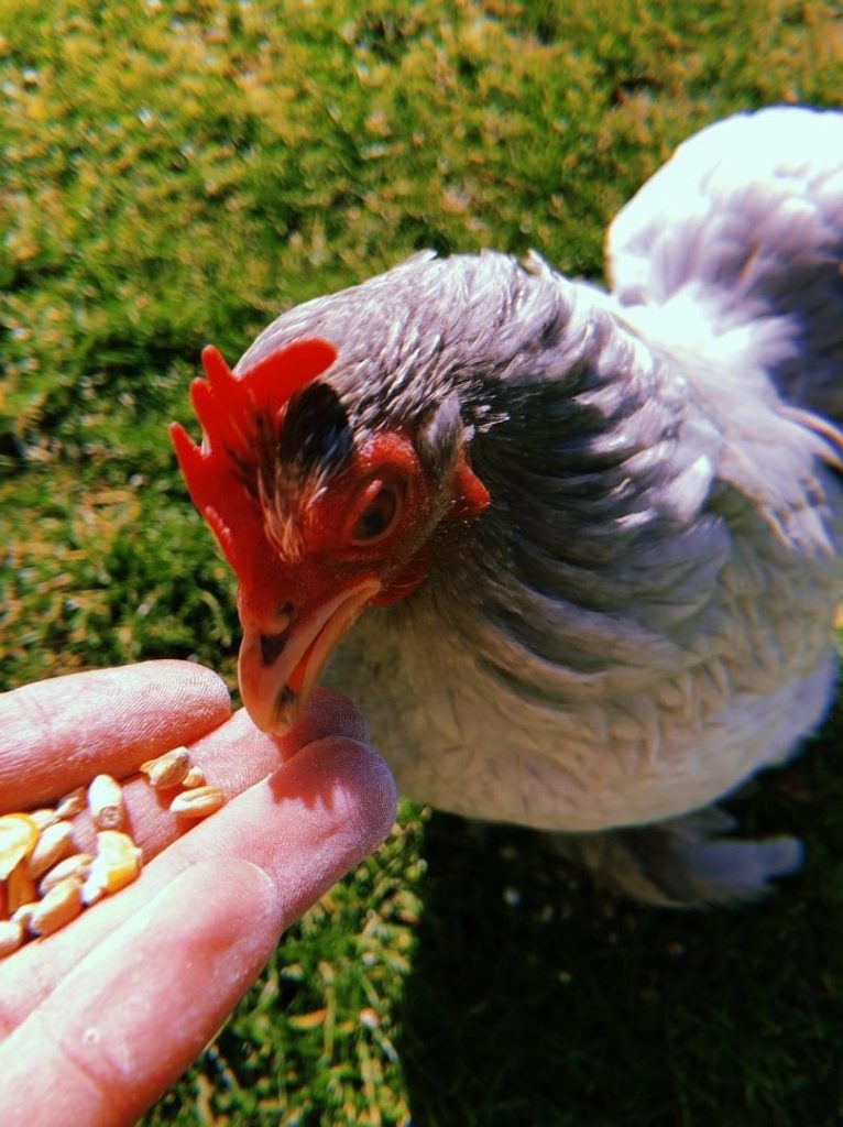 grey bantam chicken eating corn from hand 1