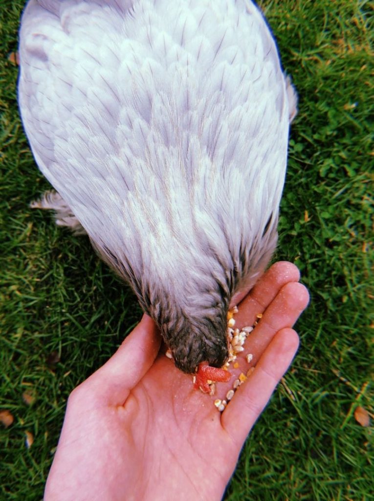 grey bantam chicken eating corn from hand