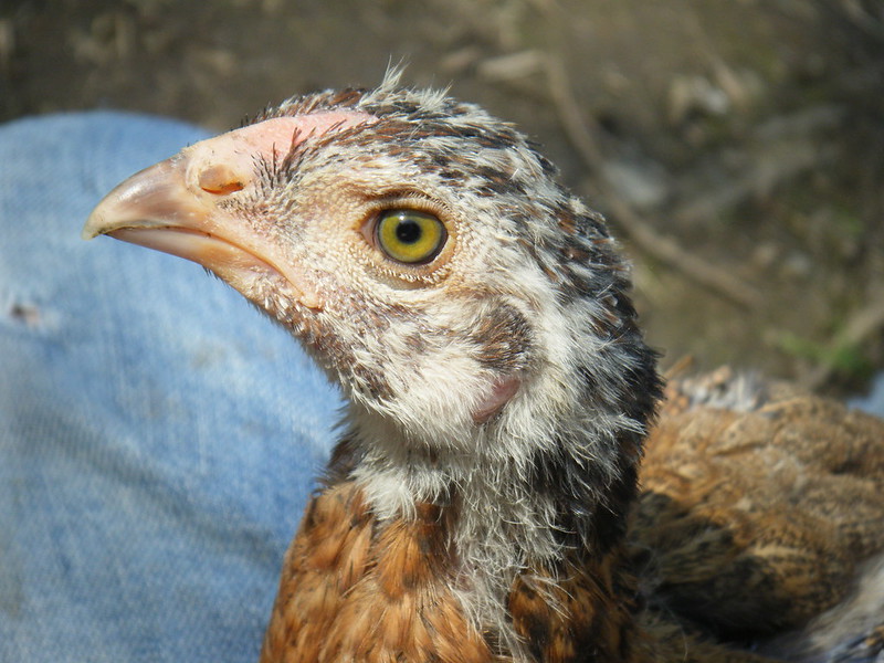 madras sindhi asil chicken head