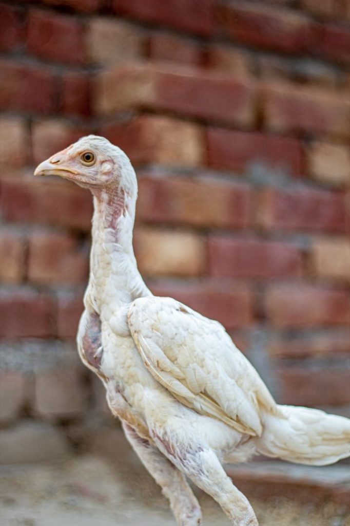 one white asil chicken in india 1