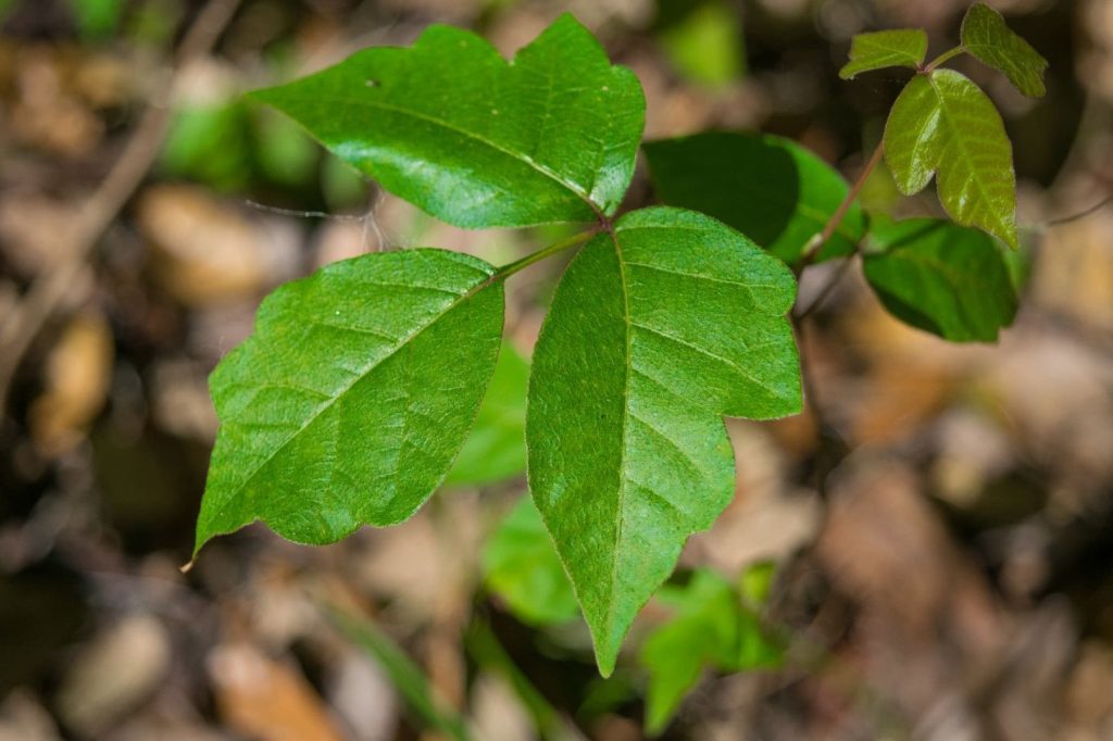 poison ivy