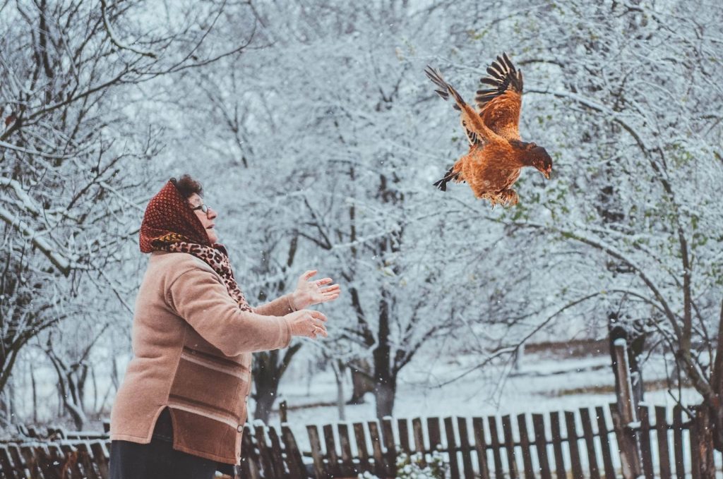 senior woman with her chicken