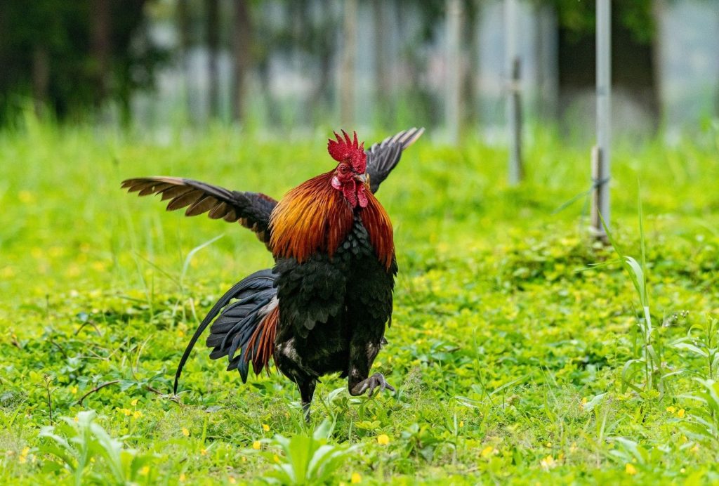 the rooster is trying to fly