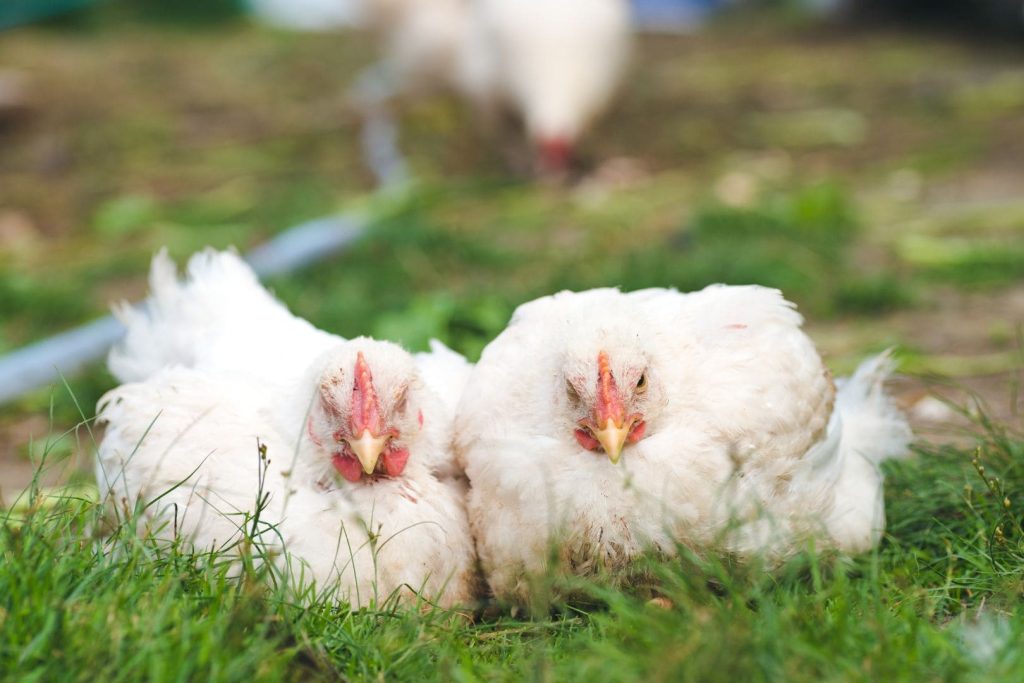two chickens sleeping on the grass
