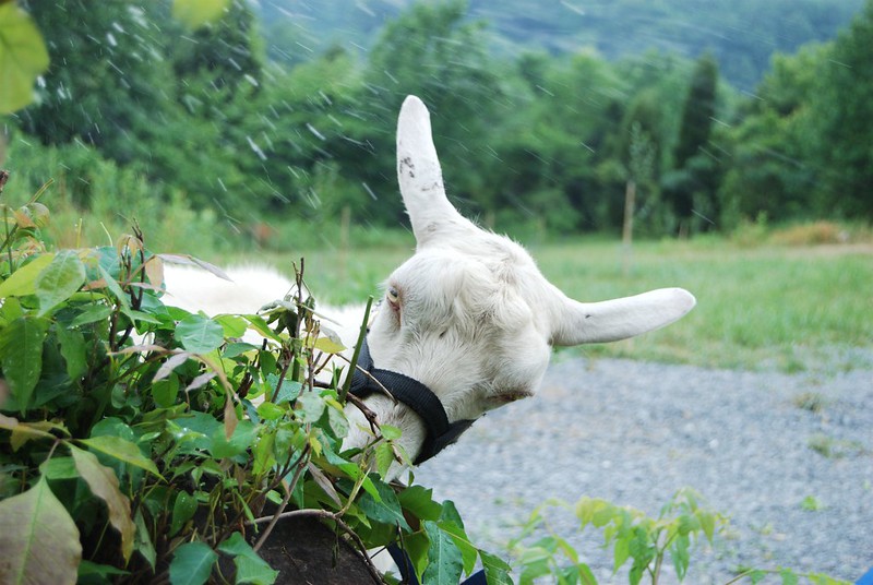 white goat eating poison ivy