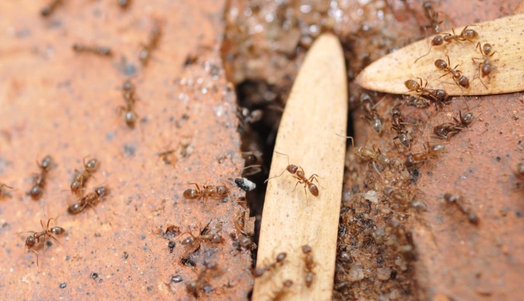 argentine ants