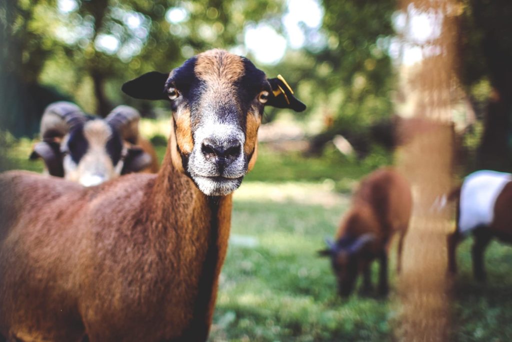 beautiful goat wallpaper