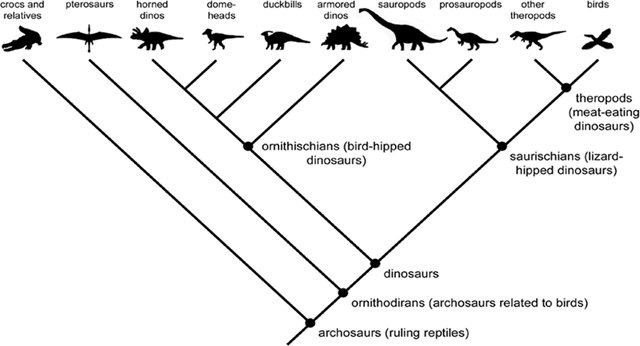 birds place among the dinosaurs
