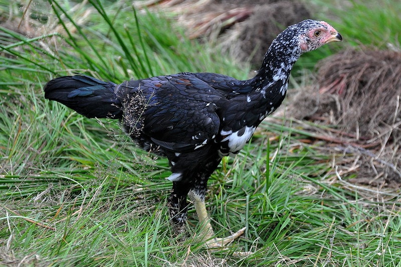 black shamo pullet