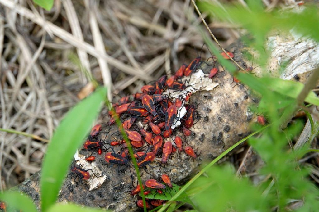 boxelder bugs swarming on log