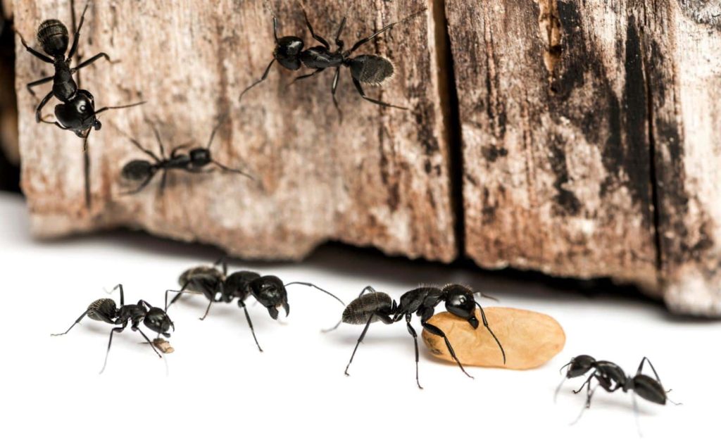 carpenter ants