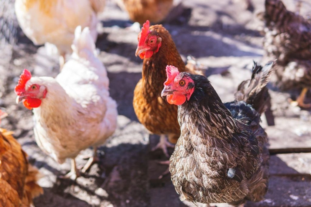 chicken or hens walking in a farm, brown and white color