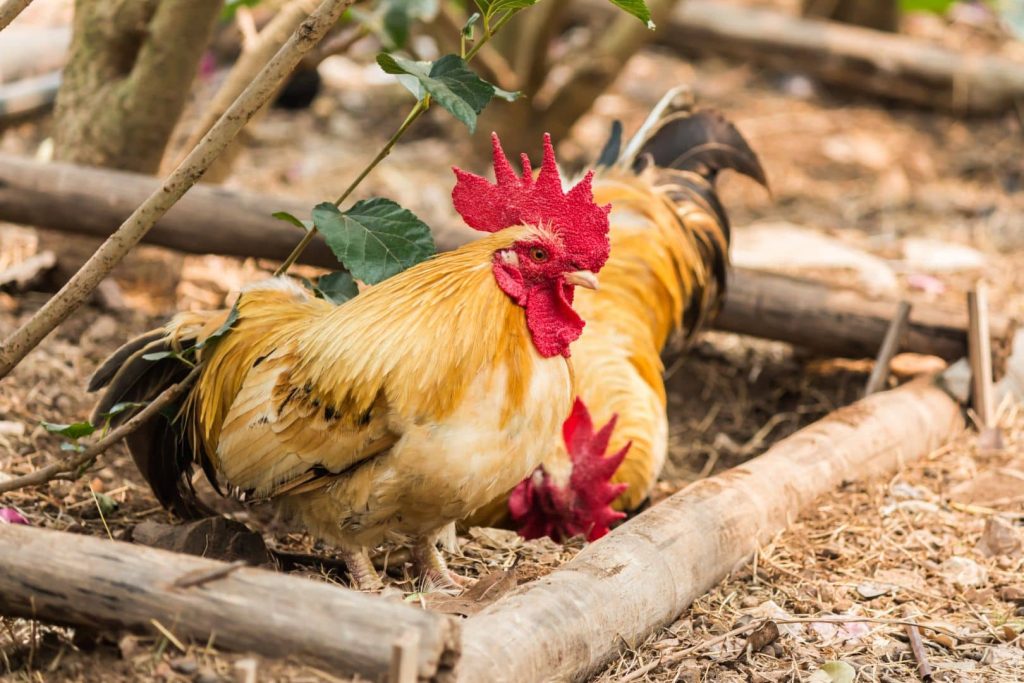 chickens feeding on insects
