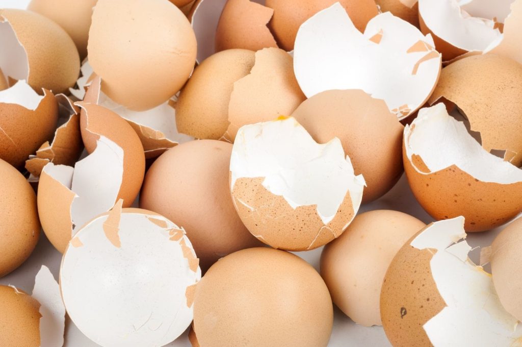 eggshell