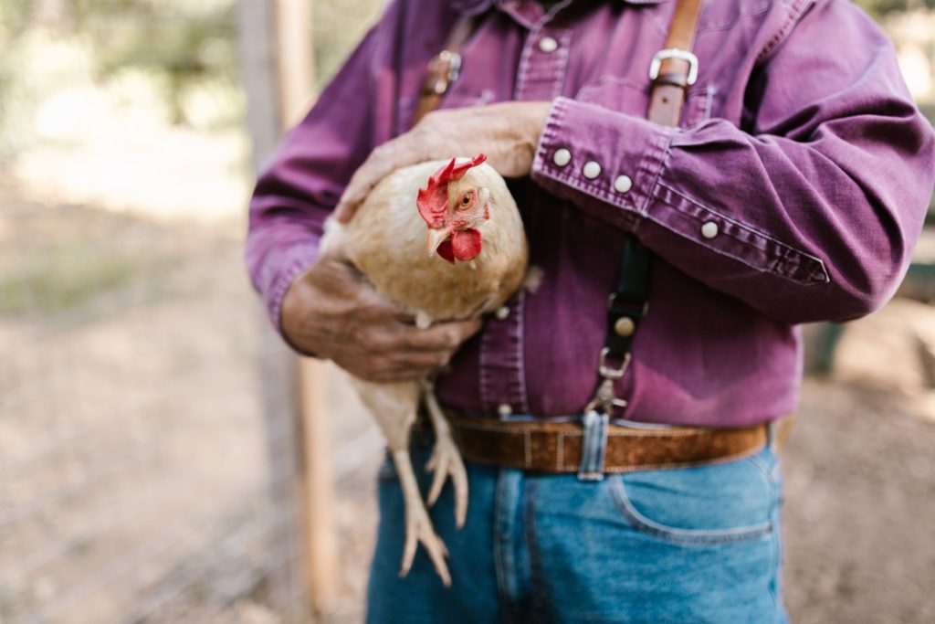 farmer holding a light brown hen