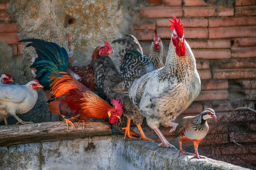flock of roosters and one other backyard bird