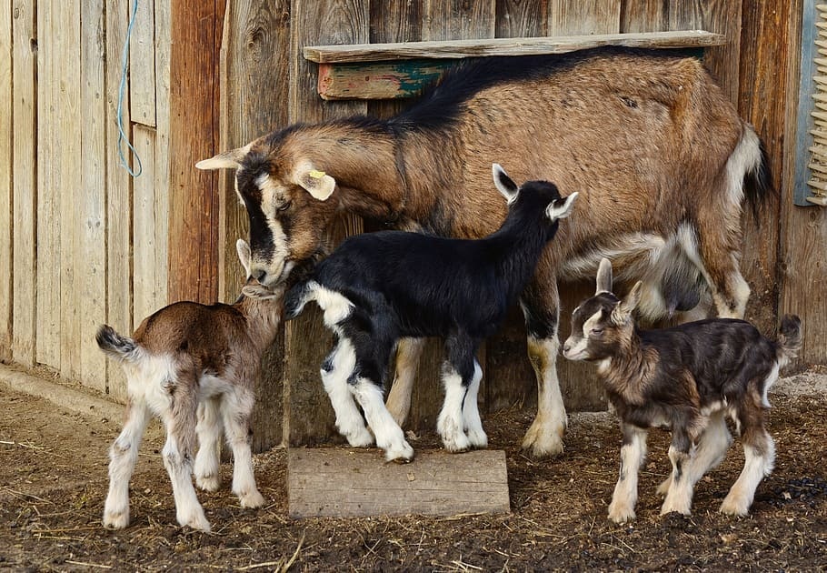 goat mom with her baby goats