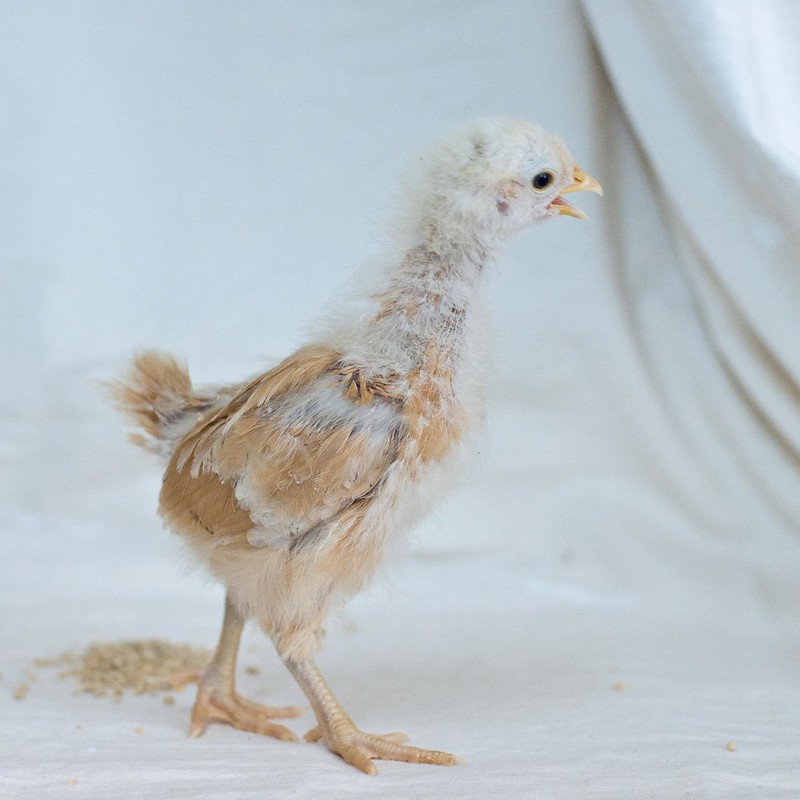 golden sex Link young chick
