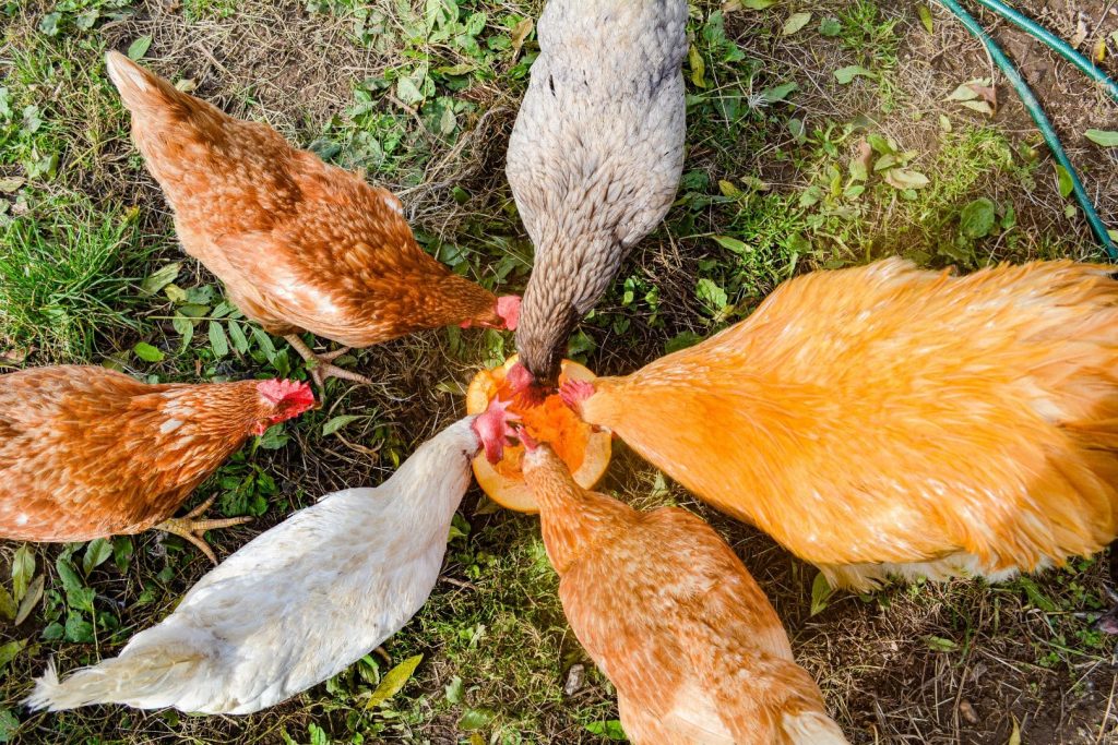 happy free range chickens eating pumpkin