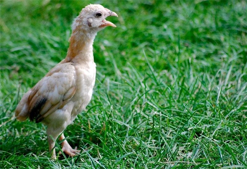 ko shamo chick