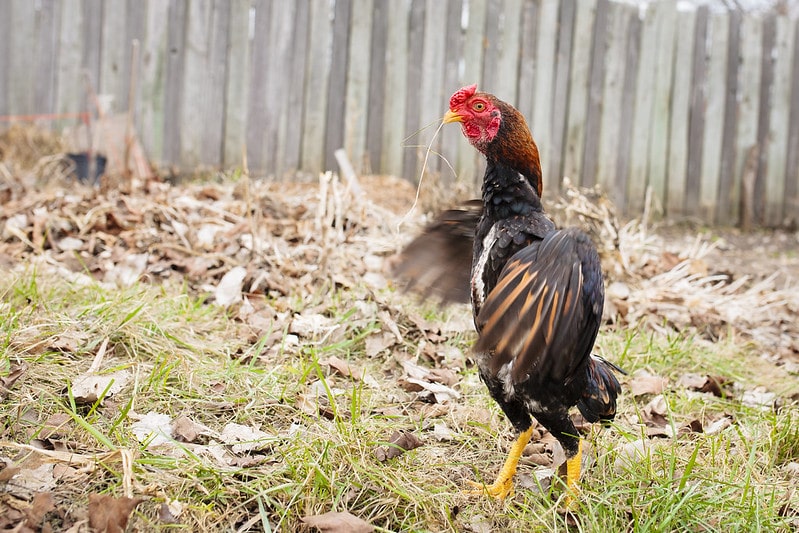 ko shamo fighting rooster