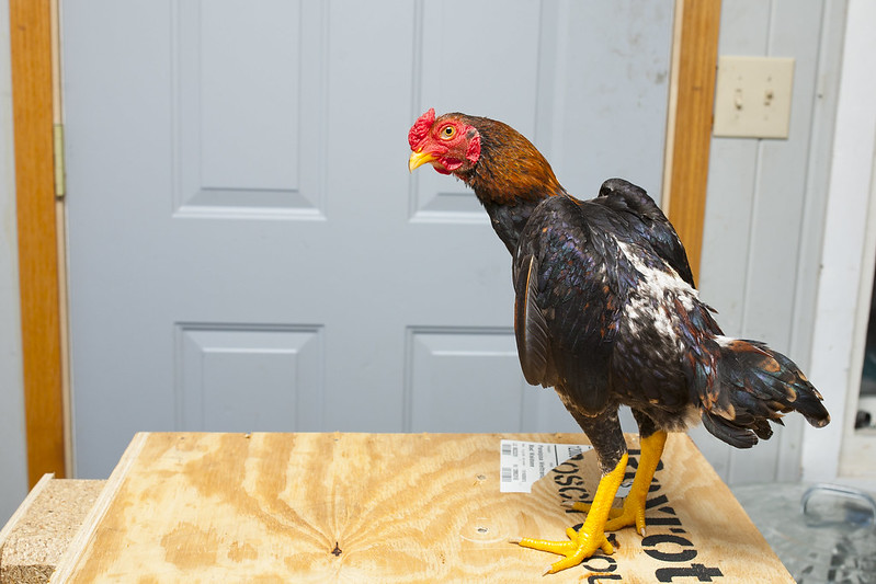 ko shamo rooster on the table