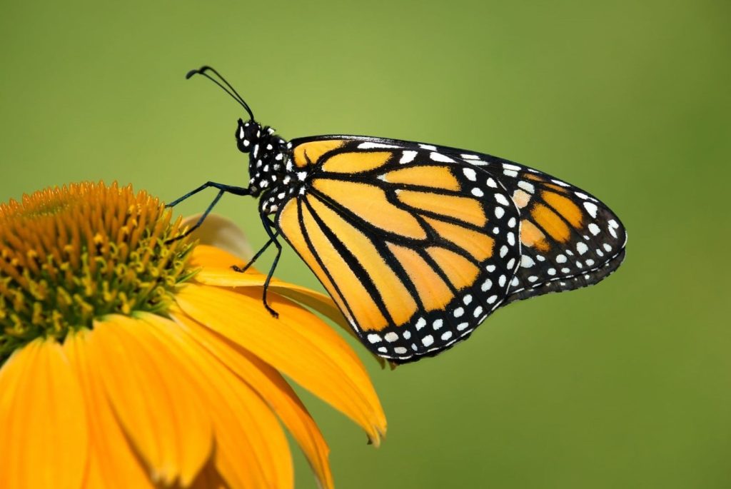monarch butterfly