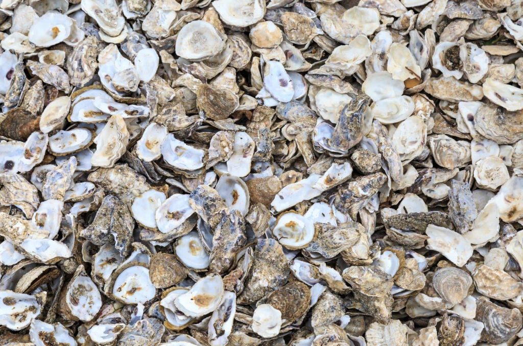 oyster shell