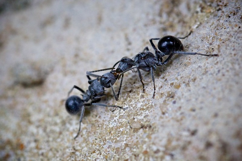 pavement ants