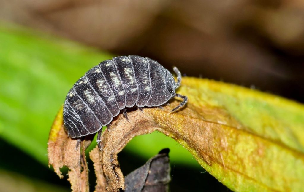 pill bug crawling across leaf litter