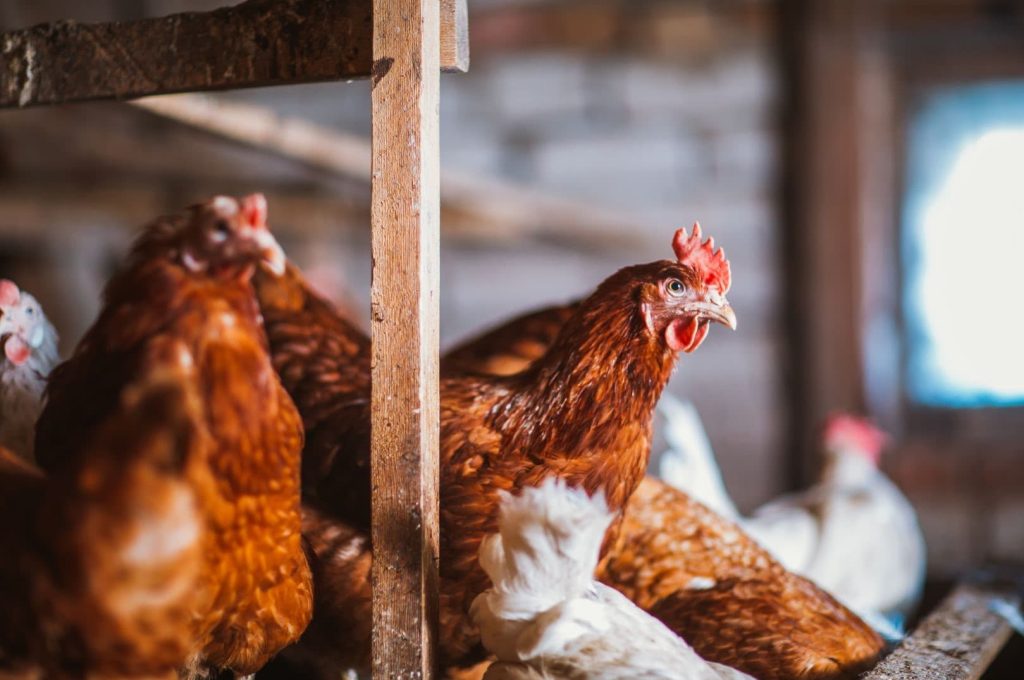 red chickens in the coop