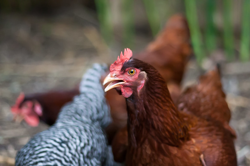 rhode island red hen clucking
