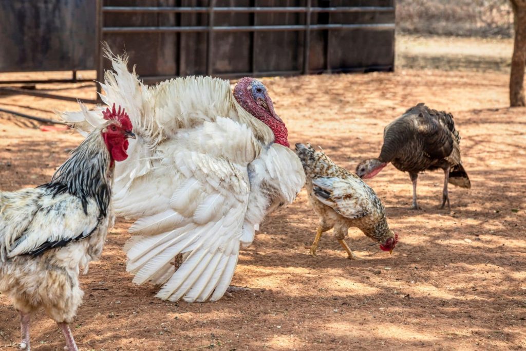 rooster and turkey