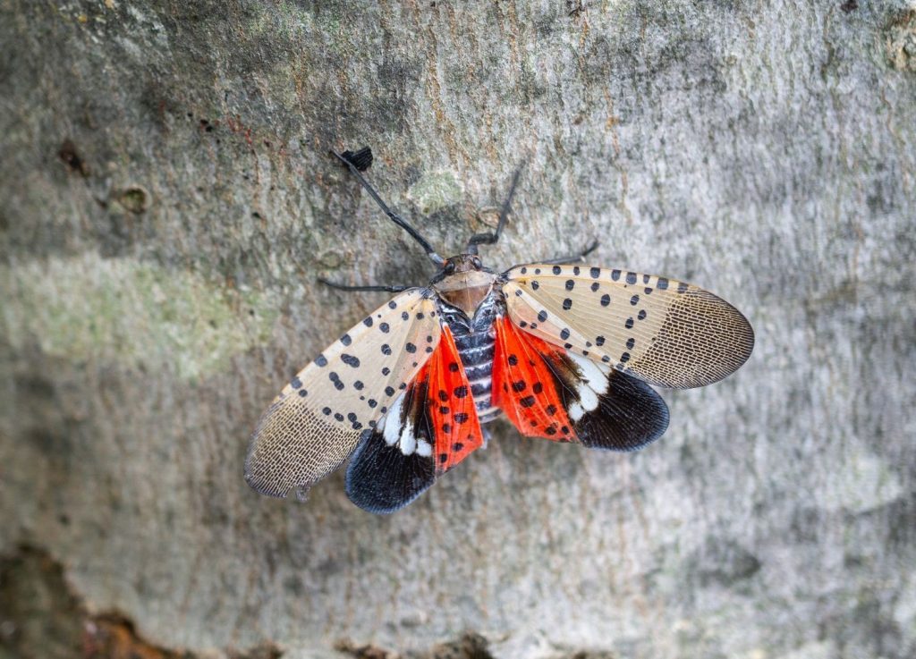 spotted lanternfly on maple tree