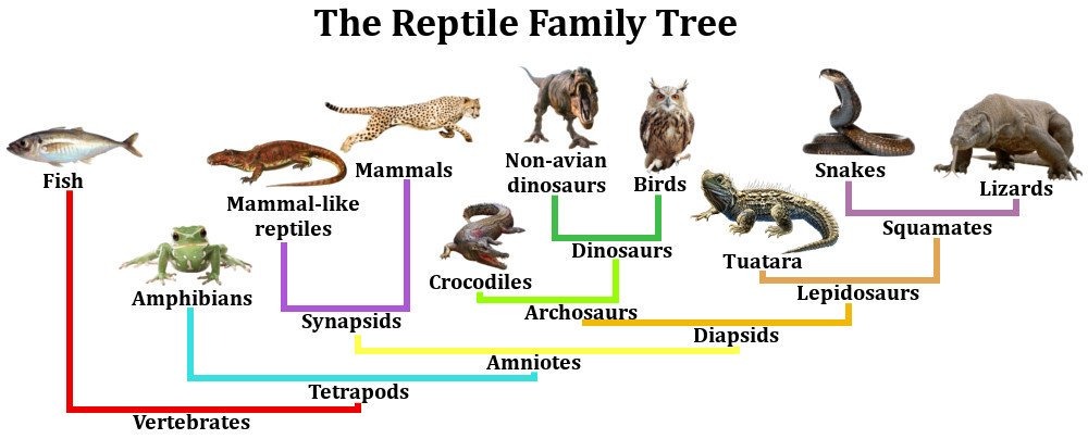 the reptile family tree