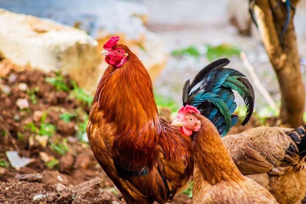 two brown hen and one red rooster