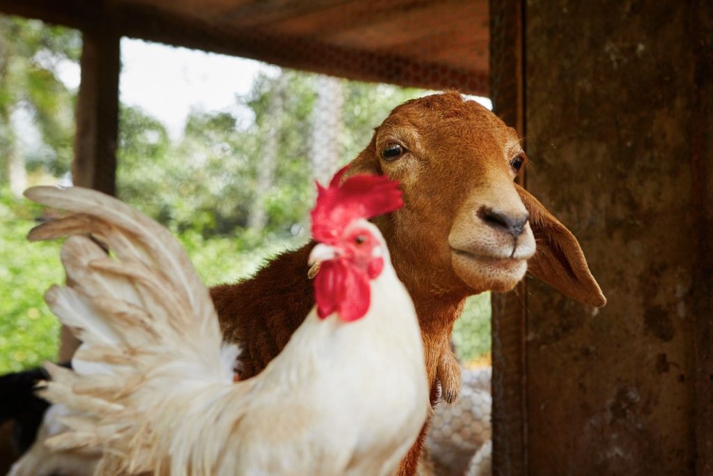white chicken with goat