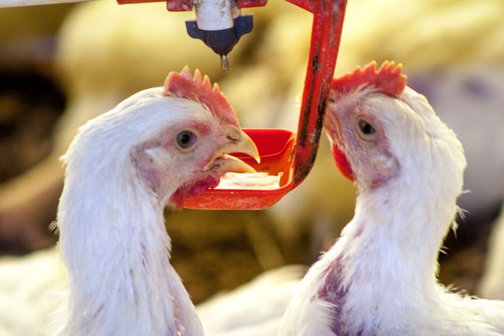white chickens drinking on the farm