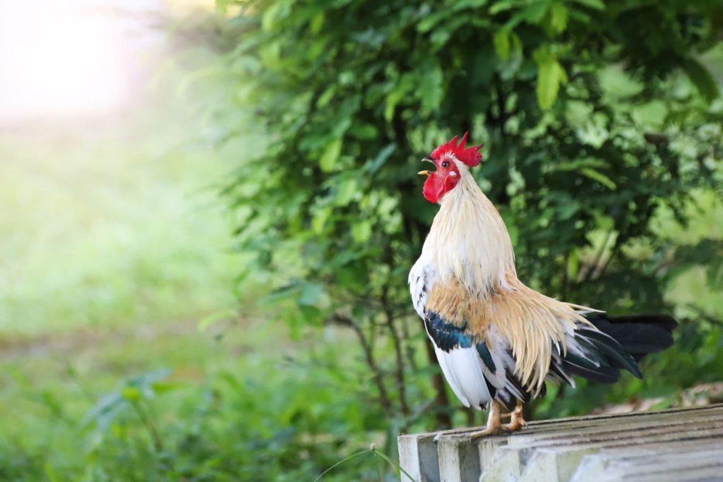 white rooster crows early morning in the garden