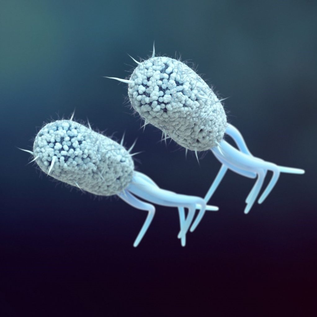 Escherichia Coli (E. Coli.)