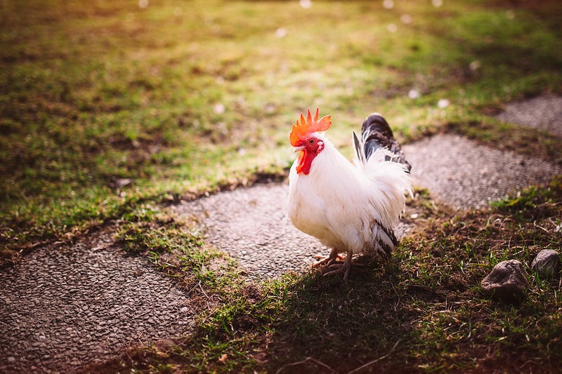 chabo rooster