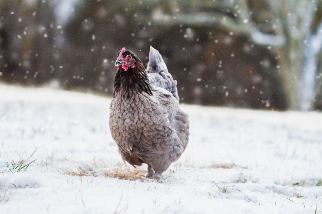 free range french blue copper maran hen