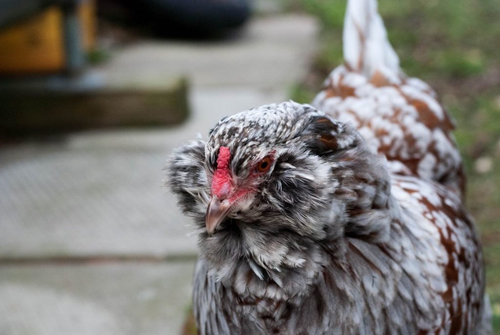 grey ameraucana chicken hen in the backyard