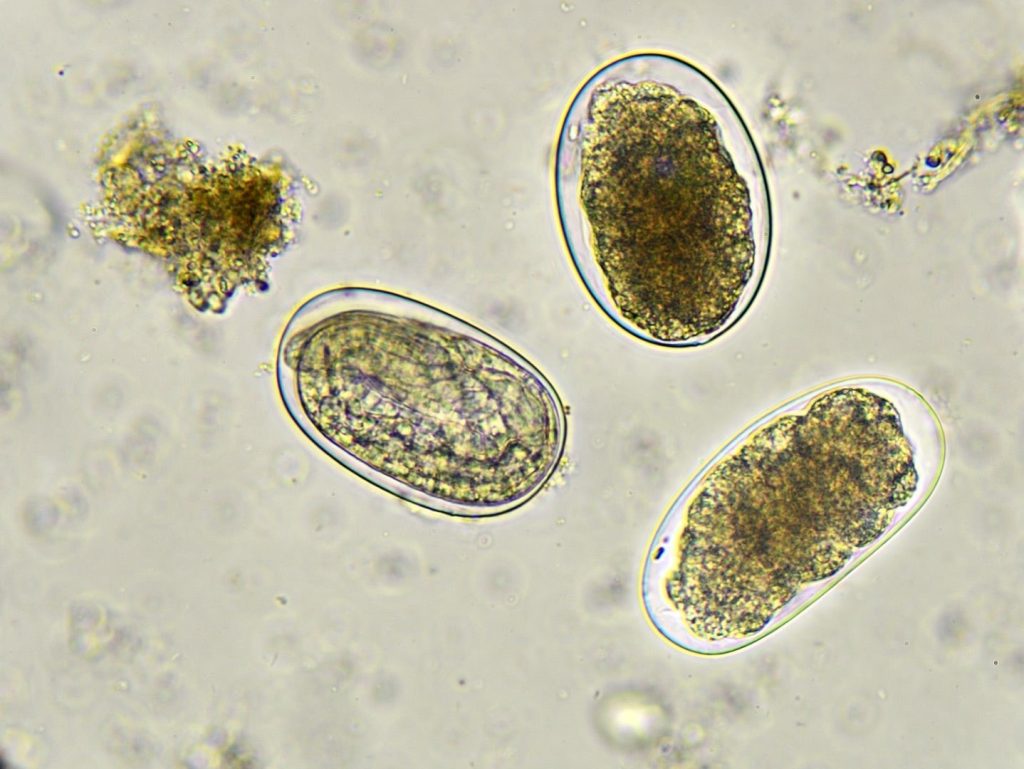 hookworm