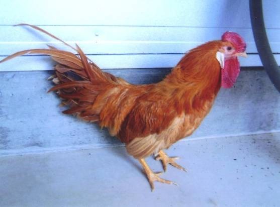 mikawa chicken